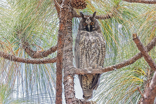 Stygian Owl, Asio stygius, in Western Mexico. stock-image by Agami/Pete Morris,