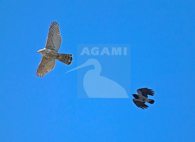 Havik in vlucht; Northern Goshawk flying stock-image by Agami/Markus Varesvuo,