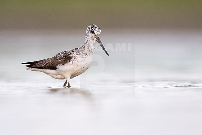 Common Greenshank - Grünschenkel - Tringa nebularia, Germany, adult stock-image by Agami/Ralph Martin,
