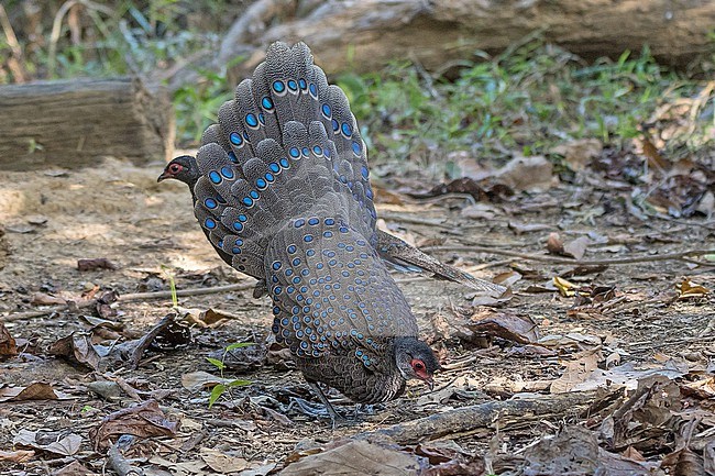 Germain's Peacock-Pheasant, Polyplectron germaini, in Vietnam. Displaying male. stock-image by Agami/Pete Morris,