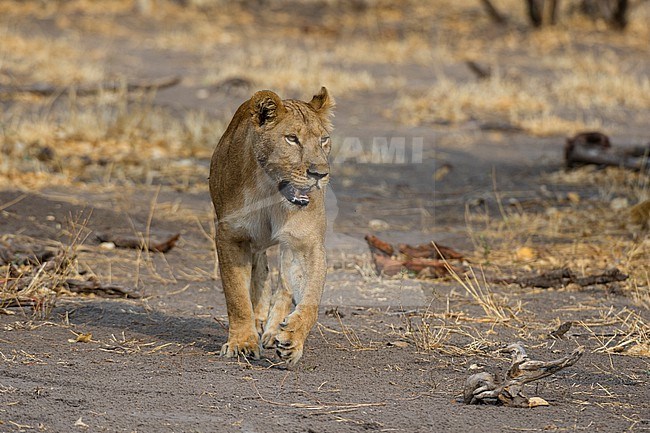 A lioness, Panthera leo, walking. Savuti, Chobe National Park, Botswana stock-image by Agami/Sergio Pitamitz,