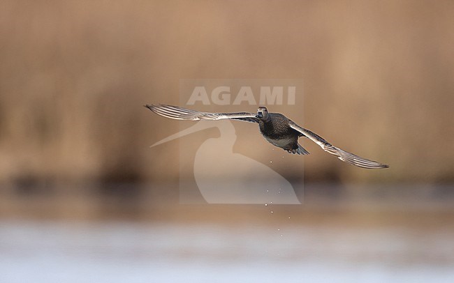 Gadwall (Mareca strepera) adult male in flight over a lake in Denmark stock-image by Agami/Helge Sorensen,