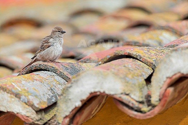 House Sparrow, Passer domesticus, in Castile et León Spain. Female on top of old roof. stock-image by Agami/Marc Guyt,