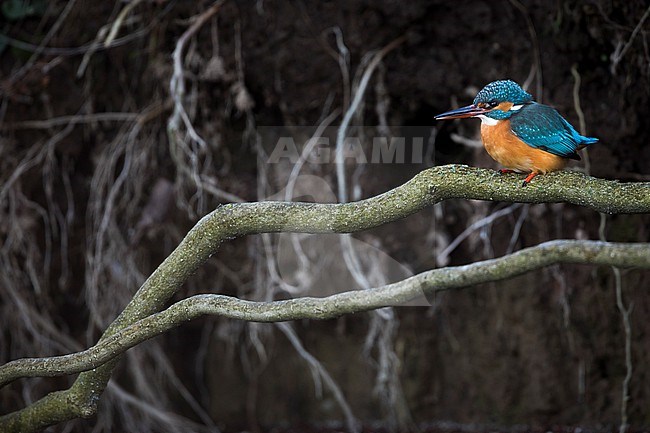 Common Kingfisher (Alcedo atthis ssp. atthis), Germany (Baden-Württemberg), adult male stock-image by Agami/Ralph Martin,