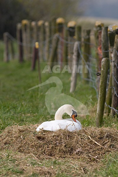 Knobbelzwaan op het nest in weiland, Mute Swan nesting in farmland stock-image by Agami/Arnold Meijer,