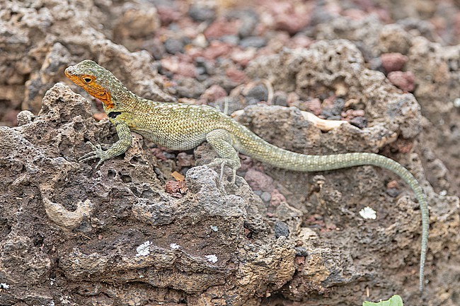 Santa Cruz Lava Lizard on the Galapagos Islands, part of the Republic of Ecuador. stock-image by Agami/Pete Morris,
