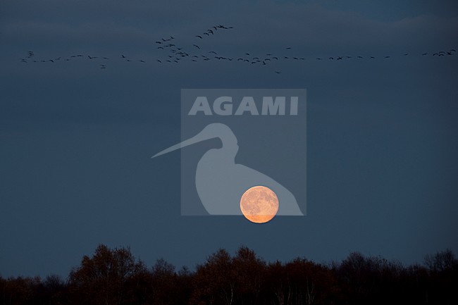 Kraanvogel groep vliegend voor maan; Common Crane group flying with moon stock-image by Agami/Han Bouwmeester,