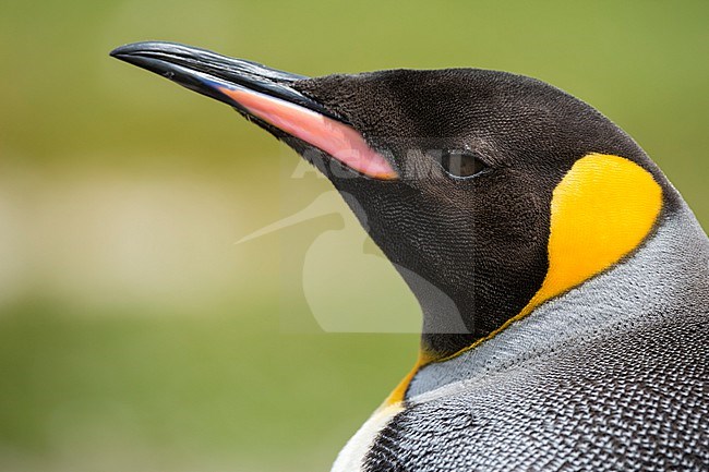 Portrait of a king penguin, Aptenodytes patagonica. Volunteer Point, Falkland Islands stock-image by Agami/Sergio Pitamitz,
