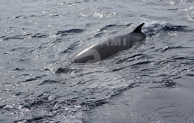 Antarctic Minke Whale (Balaenoptera bonaerensis) swimming in the ocean near Antarctica. stock-image by Agami/Steve Geelhoed,