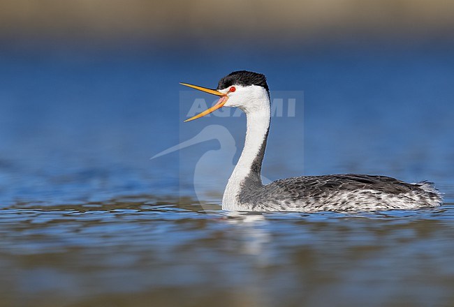 Clark's Grebe (Aechmophorus clarkii) swimming in a lake in North-America. Calling. stock-image by Agami/Dubi Shapiro,