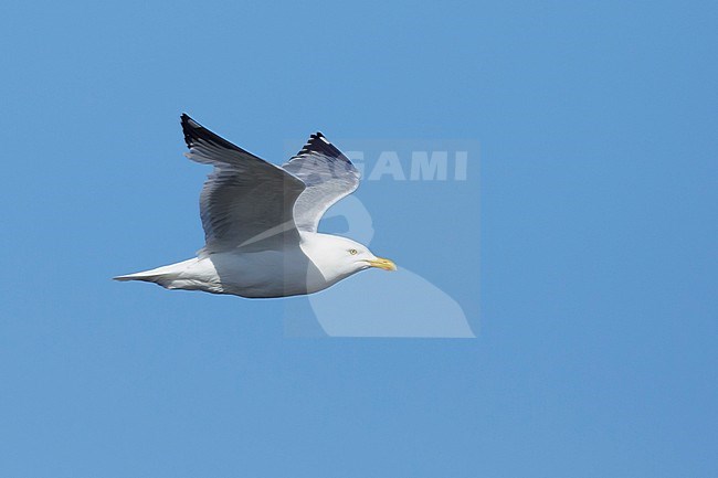 Adult American Herring Gull (Larus smithsonianus) in breeding area in Churchill, Manitoba, Canada in June 2017. stock-image by Agami/Brian E Small,