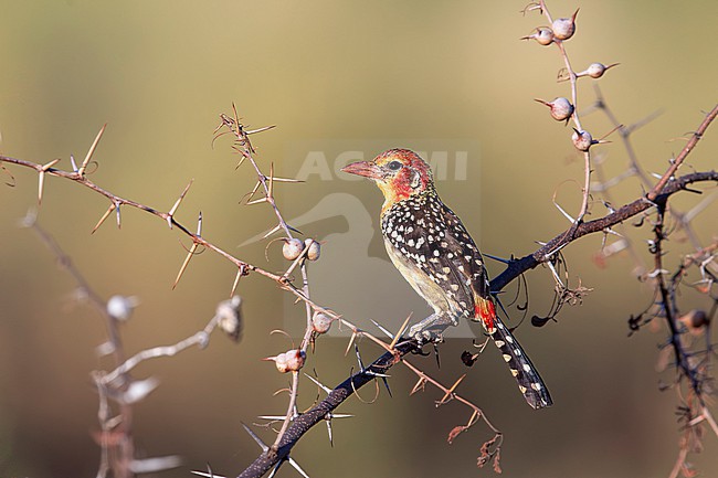 Red-and-yellow Barbet (Trachyphonus erythrocephalus) perching on a thorny bush, found near Bidre in Ethiopia stock-image by Agami/Mathias Putze,