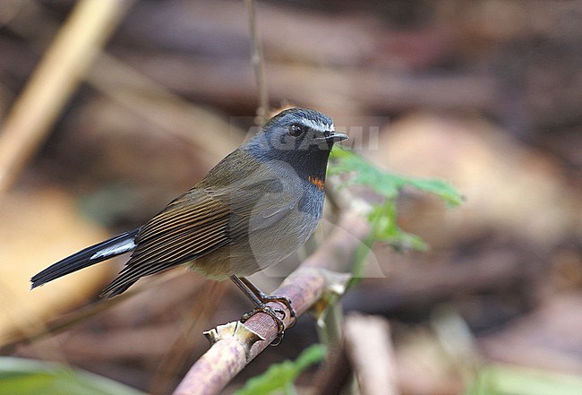 Adult Rufous-gorgeted flycatcher (Ficedula strophiata) in Thailand. stock-image by Agami/James Eaton,