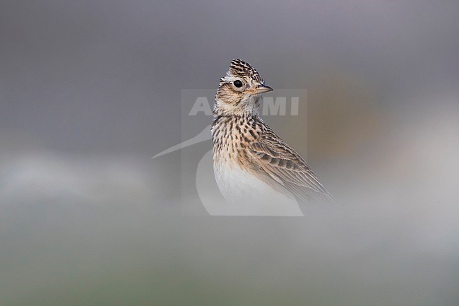 Eurasian Skylark, Alauda arvensis, in Italy. stock-image by Agami/Daniele Occhiato,