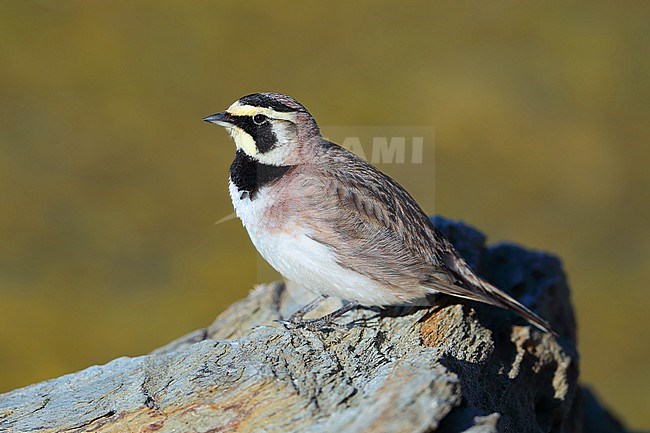 Shore Lark, Eremophila alpestris, summering in France. stock-image by Agami/Aurélien Audevard,