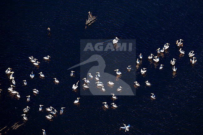 An aerial view of a flock of great white pelicans, Pelecanus onocrotalus, resting in water. Okavango Delta, Botswana. stock-image by Agami/Sergio Pitamitz,