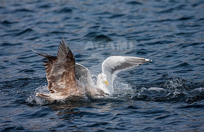 Slaty-backed Gull (Larus schistisagus) wintering on Hokkaido, Japan. Adult fighting for food with an immature gull species. stock-image by Agami/Marc Guyt,