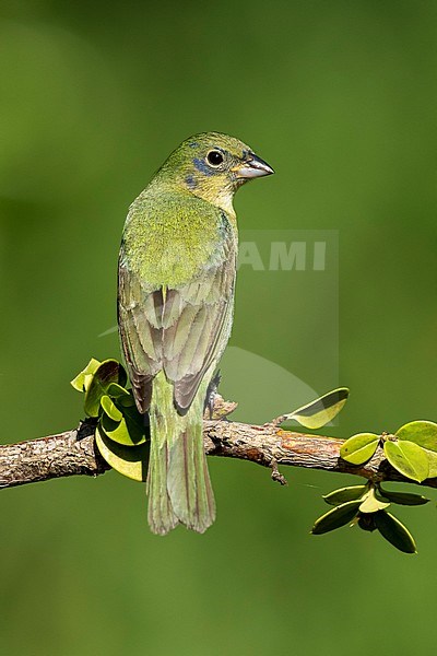 Immature male Painted Bunting (Passerina ciris) perched on a branch in Galveston County, Texas, United States, during spring migration.











Galveston Co., TX
















April 2019





































































































Galveston Co., TX





































































































April 2019 stock-image by Agami/Brian E Small,