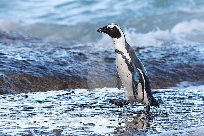African Penguin (Spheniscus demersus), side view of an adult walking on a rock, Western Cape, South Africa stock-image by Agami/Saverio Gatto,