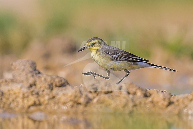 Citrine wagtail, Motacilla citreola, at the edge of a pond in the desert. stock-image by Agami/Sylvain Reyt,