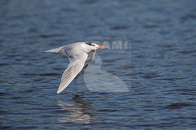 An adult Royal Tern (Thalasseus maximus ssp. maximus) in winter plumage in flight close above the water stock-image by Agami/Mathias Putze,