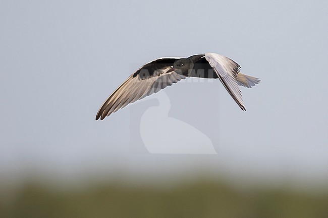 White-winged Tern - Weissflügel-Seeschwalbe - Chlidonias leucopterus, Russia (Tscheljabinsk), adult stock-image by Agami/Ralph Martin,