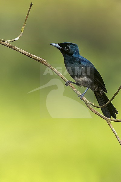 Shining Flycatcher (Myiagra alecto) Perched on a branch in Papua New Guinea stock-image by Agami/Dubi Shapiro,