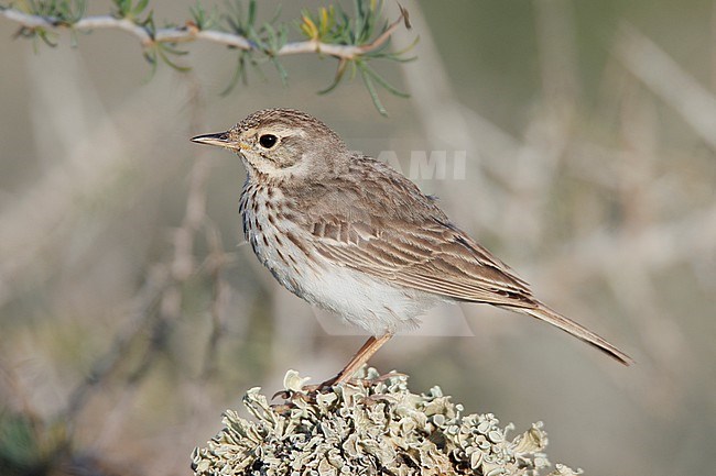 Berthelot's Pipit (Anthus berthelotii) taken the 28/03/2023 at Tenerife stock-image by Agami/Nicolas Bastide,