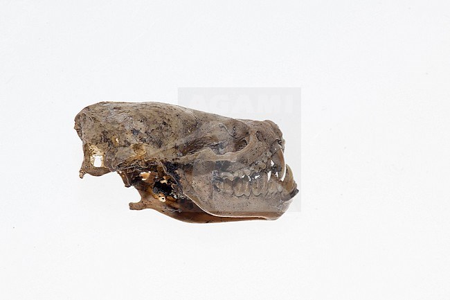 Skull of an Serotine stock-image by Agami/Theo Douma,