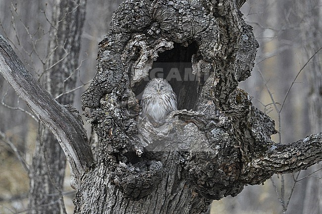 The Ural owl (Strix uralensis) is a large nocturnal owl that lives from Scandinavia to Japan. stock-image by Agami/Eduard Sangster,