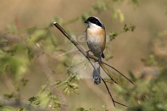Bruinrugklauwier zittend op tak; Bay-backed Shrike perched on a branch stock-image by Agami/Marc Guyt,