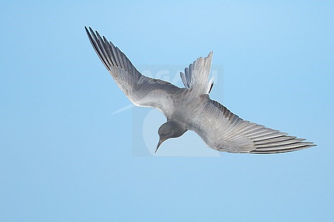 Adult breeding
Kidder Co., ND
June 2020 stock-image by Agami/Brian E Small,