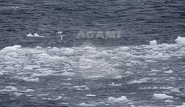 Lesser Snow Petrel flying; Sneeuwstormvogel vliegend stock-image by Agami/Marc Guyt,