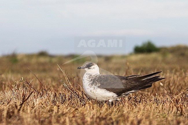Arctic Skua (Stercorarius parasiticus) adult moulting to winter plumage stock-image by Agami/Martijn Verdoes,