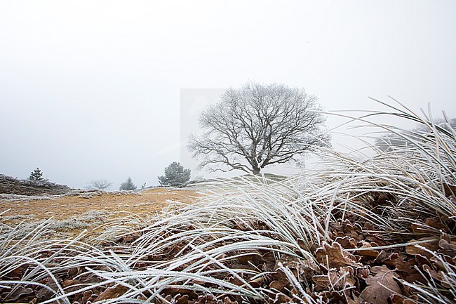 Nature reserve Drents-Friese Wold stock-image by Agami/Wil Leurs,
