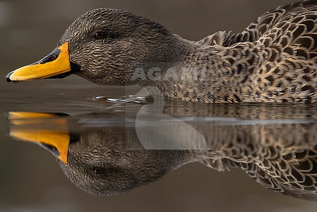 Hybrid duck from Hybrid, Indian spot-billed duck (Anas poecilorhyncha) and Yellow-billed duck  (Anas undulata) swimming from lateral view with mirror image stock-image by Agami/Mathias Putze,