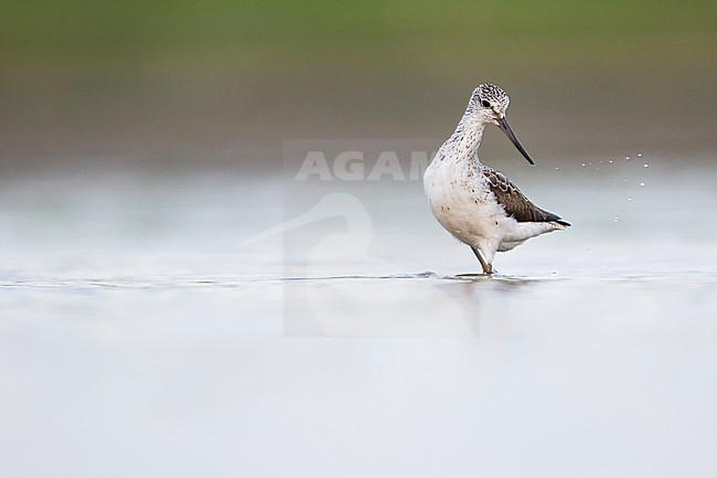Common Greenshank - Grünschenkel - Tringa nebularia, Germany, adult stock-image by Agami/Ralph Martin,