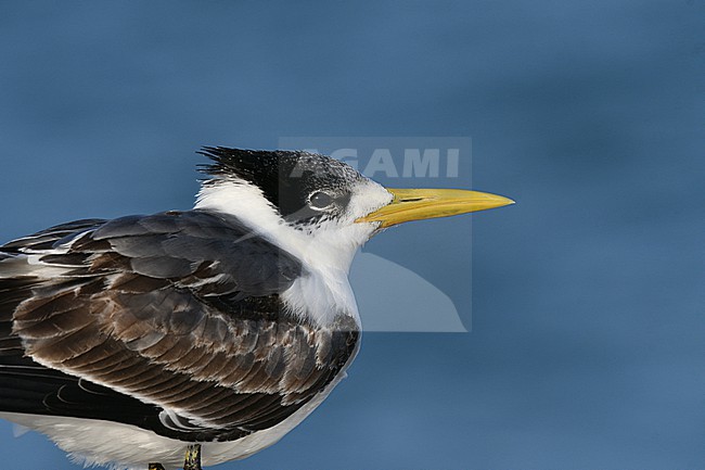 Greater crested tern, Thalasseus bergii, along the coast in Oman. stock-image by Agami/Laurens Steijn,