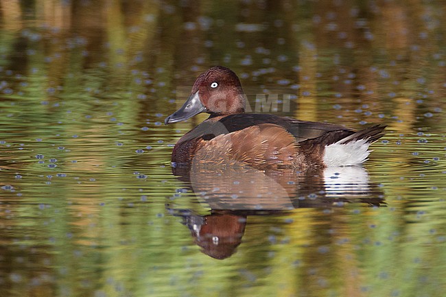 Witoogeend; Aythya nyroca; Ferruginous Duck stock-image by Agami/Daniele Occhiato,