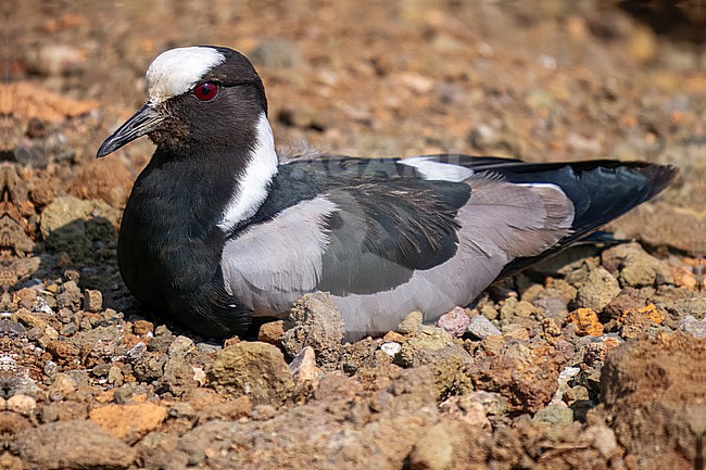 Blacksmith lapwing, Vanellus armatus. on the ground, close-up stock-image by Agami/Hans Germeraad,