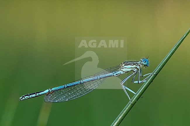 Male White legged Damselfly stock-image by Agami/Wil Leurs,