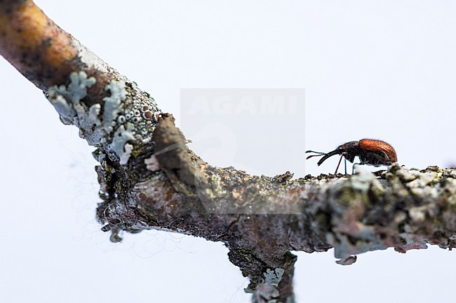 Tatianaerhynchites aequatus - Rotbrauner Apfelfruchtstecher, Germany (Baden-Württemberg), imago stock-image by Agami/Ralph Martin,
