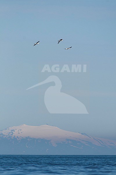 Northern Gannet - Basstölpel - Morus bassanus, Iceland, adult stock-image by Agami/Ralph Martin,