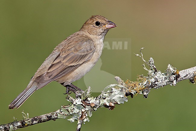 Adult female 
Galveston Co., TX 
April 2011 stock-image by Agami/Brian E Small,