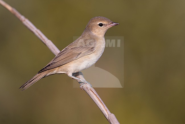 Garden Warbler, Sylvia borin, in Italy. stock-image by Agami/Daniele Occhiato,