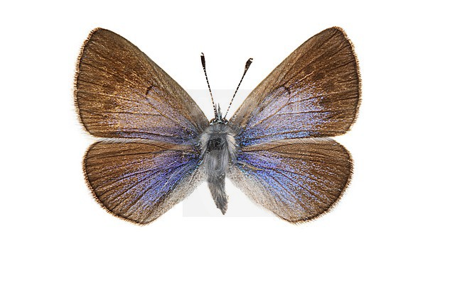 Glaucopsyche alexis, Bloemenblauwtje, Green-underside Blue stock-image by Agami/Wil Leurs,