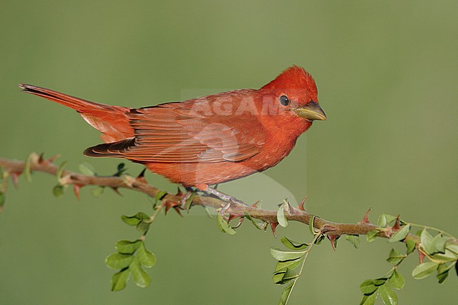 Adult male breeding
Galveston Co. TX
April 2006 stock-image by Agami/Brian E Small,