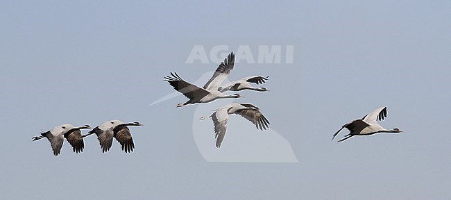Groep Jufferkraanvogels in vlucht; Flock of Demoiselle Cranes (Anthropoides virgo) in flight stock-image by Agami/James Eaton,