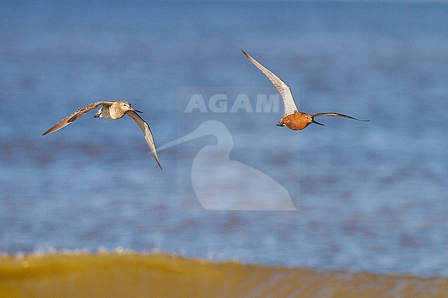 Spring Bar-tailed Godwit (Limosa lapponica) at the beach of Katwijk, Netherlands. stock-image by Agami/Menno van Duijn,