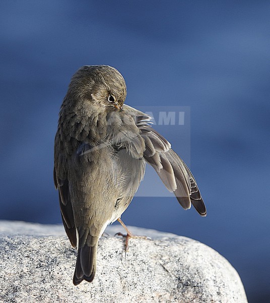Rock Pipit, Anthus petrosus littoralis, preening at Helsingør, Denmark stock-image by Agami/Helge Sorensen,